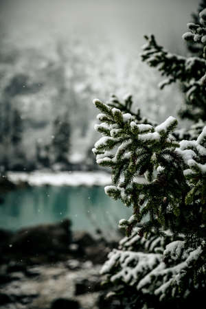 cedarの写真素材