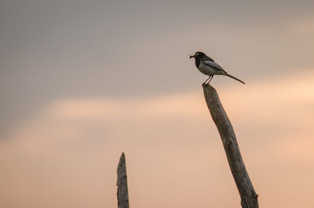 Close up view of a bird standing on a tree branchの写真素材