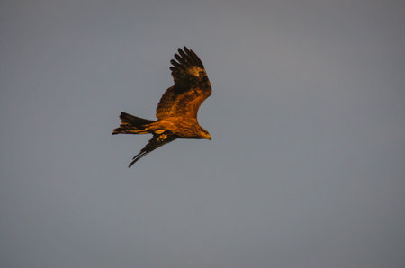 Eagle flying in the sky