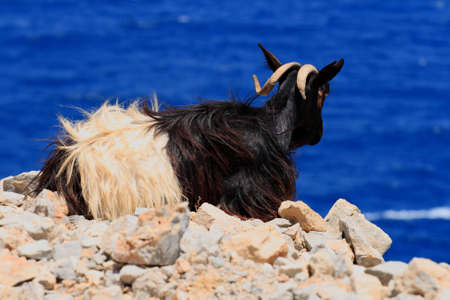 Black goatの写真素材