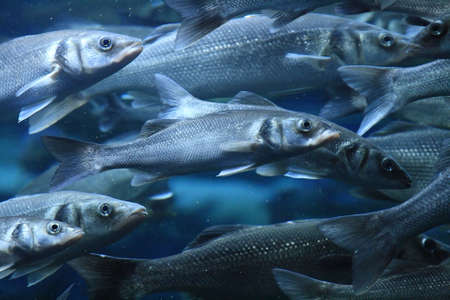 The fishesの写真素材