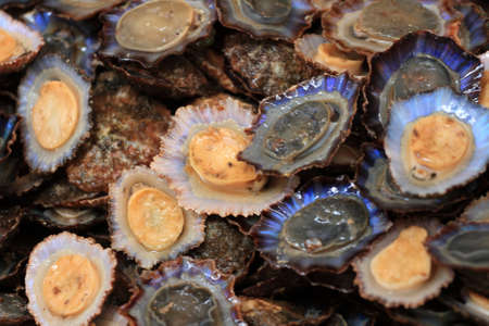 oystersの写真素材