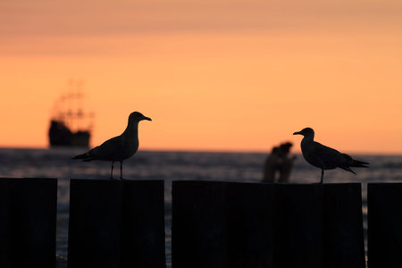 Birds and lovers