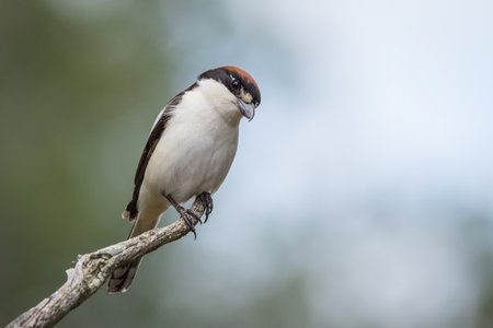 Woodchat shrike (Lanius senator)の写真素材