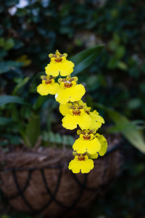 Several yellow rare orkid that looks like beesの写真素材