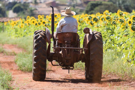 Old tractor driving down a sunflower plantation with an old manの写真素材