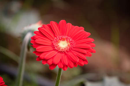Closeup of beautiful Transvaal daisy (Gerbera) with bright red colorの写真素材