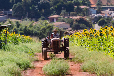 Old tractor driving down a sunflower plantation with an old manのeditorial素材