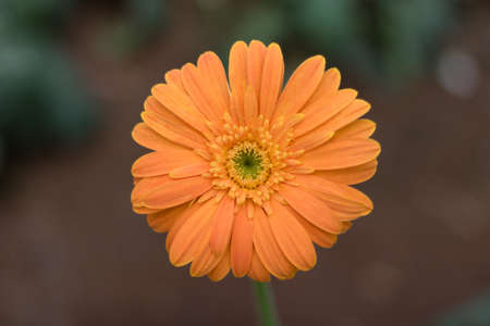Closeup of beautiful Transvaal daisy (Gerbera) with orange colorの写真素材