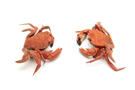 tow little crabs facing ready to fight on isolated background