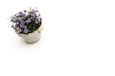 purple flowers in pot on isolated backgroundの写真素材