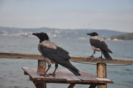 bird