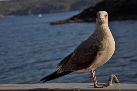sunbathing birdの写真素材