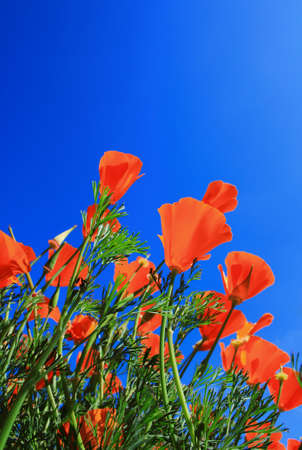 Field of Poppy Flowersの写真素材