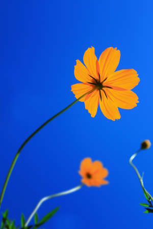 Beautiful Flowers Border.Floral design の写真素材