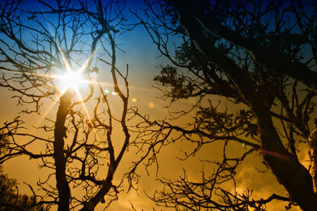Branches of dead tree の写真素材