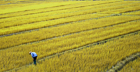 rice plant in rice field 