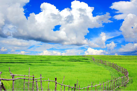 green field and blue sky の写真素材