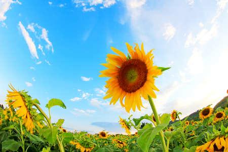 sunflowers in the field with bright blue skyの写真素材