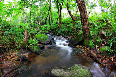 Cascade falls over mossy rocks の写真素材