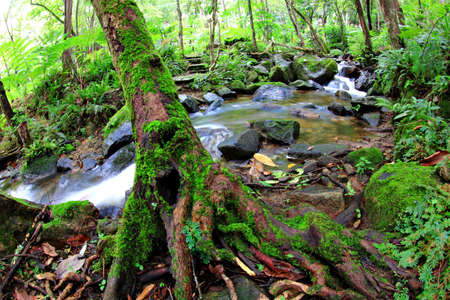 Cascade falls over mossy rocks の写真素材