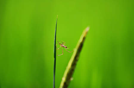 spider on green backgroundの写真素材