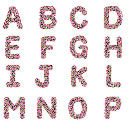 A-P, flower alphabet isolated on white の写真素材