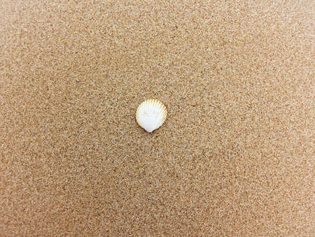 shells with sand as background の写真素材