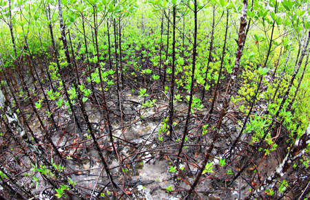 Mangrove forest の写真素材