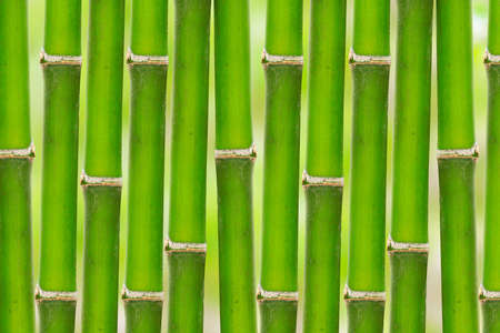 bamboo background の写真素材