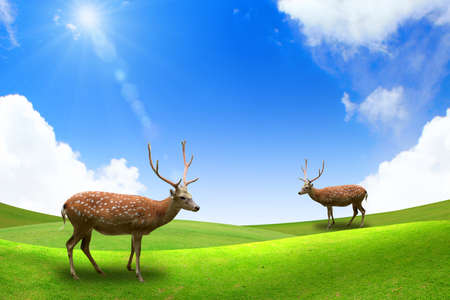 male sika deer の写真素材