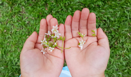 flowers in little girl hands 