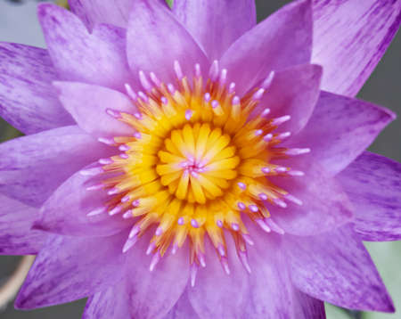 Close up of Lotus Flower の写真素材