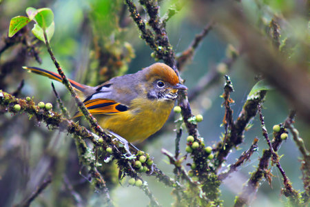 bird,Bar-throated minla,Minla strigulaの写真素材