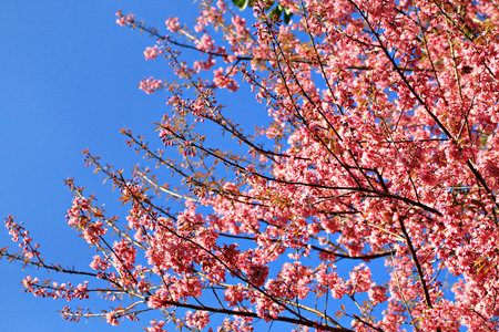 pink flower