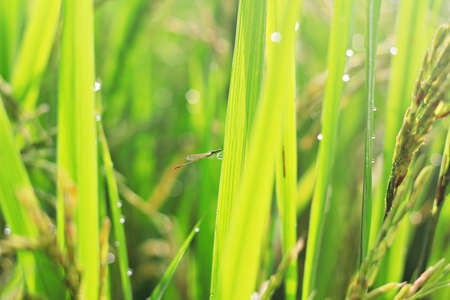 dragonfly on rice field and sunny sky の写真素材