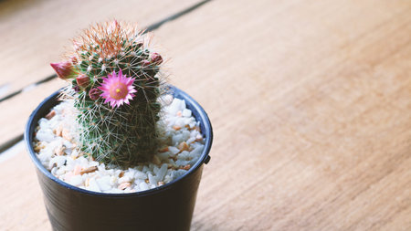 Pink Cactus Flowerの写真素材