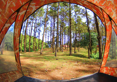Pine forest view from inside the tent.の写真素材
