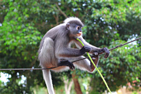 Dusky langur,monkeyの写真素材