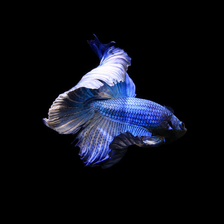 Halfmoon betta fish,fighting fish