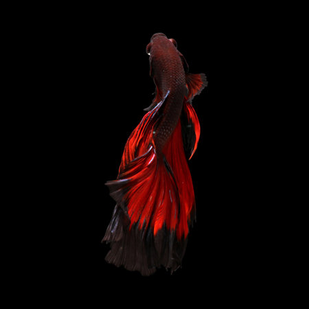 Black Fire halfmoon betta fish.clipping path