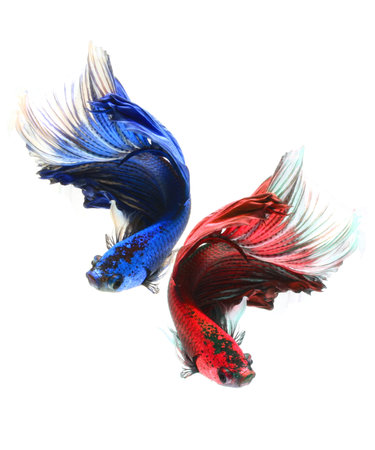 Halfmoon betta fish,Siamese fighting fish