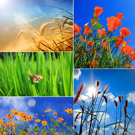 Collection spring flower background
