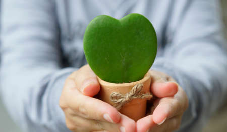 Hoya Kerrii, Sweetheart Hoya Care, Symbol of love, A gift for Valentine                                 の写真素材