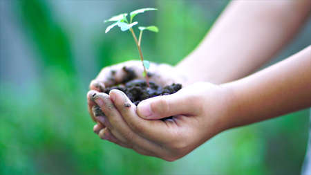 Little girl holding green plant growing. Nature backgroundの写真素材