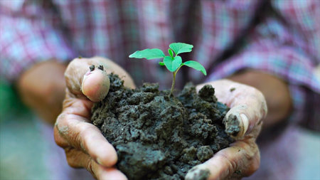 old man hand holding green plant growing. Nature backgroundの写真素材