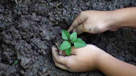 Little Girl planting a little tree in the garden. Ecology conceptの写真素材