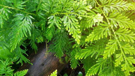 floral fern natural background in sunlight.の写真素材
