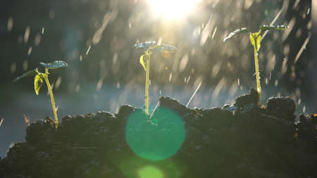 Green plant growing with sunlight. nature background           の写真素材