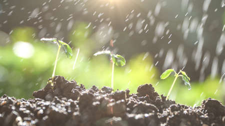 Green plant growing with sunlight. nature background           の写真素材